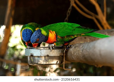 Loriini Papagei Vogel Tier Tierwelt Exotisch