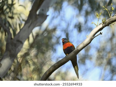 Lorikeet bird in a gum tree - Powered by Shutterstock