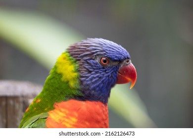 Lorikeets Images, Stock Photos & Vectors | Shutterstock