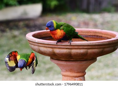 Lorikeet Flying From Old Birdbath