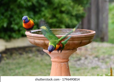 Lorikeet Flying From Old Birdbath