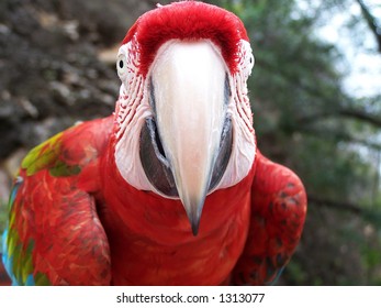 loro, amazon parrot (venezuela)