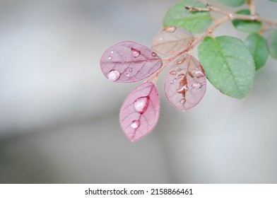 Loropetalum chinense, Chinese Fringe Flower or Chinese Witch Hazel or Loropetalum or rubrum Yieh or   Hamamelidaceae and dew drop