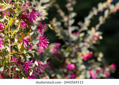 Loropetalum chinense, fire dance. The Redflower Loropetalum in the park. Botanical collection, pink flowers of Loropetalum chinense Black Pearl plant