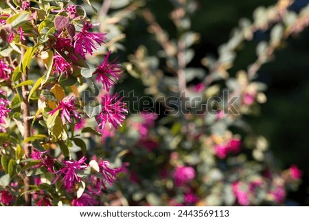 Loropetalum chinense, fire dance. The Redflower Loropetalum in the park. Botanical collection, pink flowers of Loropetalum chinense Black Pearl plant