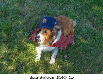 Lorton, Virginia, USA - October 20, 2021: Shetland Sheepdog (Sheltie) Comments on the Houston Astros Sign Stealing Scandal by Wearing Devil Wings and an Astros Hat