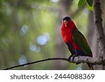 Lory bird perched on a branch. Blurred bokeh background.