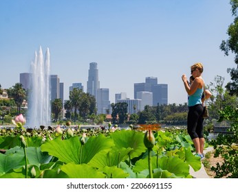 Los Angeles, AUG 1 2014 - Lotus Blossom In The Echo Park Lake With Downtown Skyline