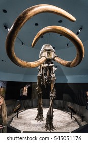 LOS ANGELES, CA - December 19, 2016: Three Wooly Mammoth Fossils At The Los Angeles County Museum Of Art. 