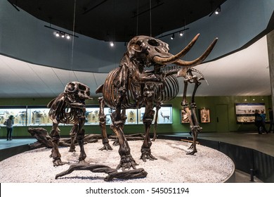 LOS ANGELES, CA - December 19, 2016: Three Wooly Mammoth Fossils At The Los Angeles County Museum Of Art. 