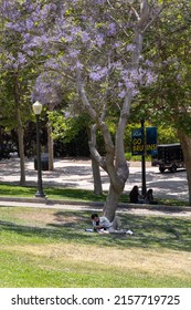 Los Angeles, CA - May 17 2022: Student Reading Under A Jacaranda Tree On The Campus Of UCLA