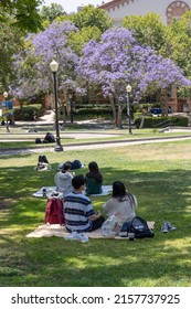 Los Angeles, CA - May 17 2022:  Students At UCLA Relaxing Under Trees With Jacarandas In The Distance