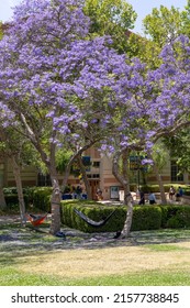 Los Angeles, CA - May 17 2022: UCLA Student Relaxing In A Hammock Under Jacaranda Trees