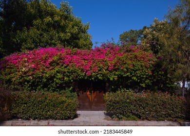 Los Angeles - July 24, 2022: 
House In Hollywood Hidden Behind Flowering Bougainvillea Hedge