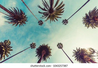 Los Angeles palm trees, low angle shot. Vintage tone - Shutterstock ID 1043257387