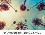 Los Angeles palm trees on sunny sky background, low angle shot. Vintage tone