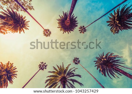 Los Angeles palm trees on sunny sky background, low angle shot. Vintage tone