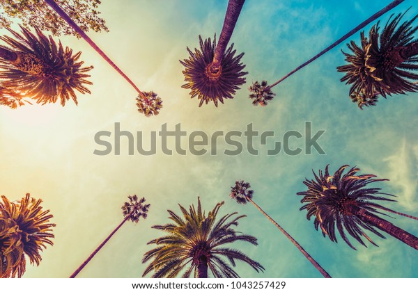 Los Angeles Palm Trees On Sunny Stock Photo (Edit Now) 1043257429