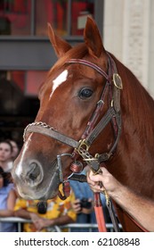 LOS ANGELES - SEP 30:  Atmosphere Horse Arrives At The 