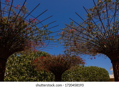 Los Angeles, United States - May, 12 2016: Trees In The J. Paul Getty Museum