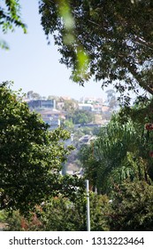 Los Angeles, USA - July 23, 2018: Opening Of The Branches Of Tall Green Trees, With The West Hollywood Hills With Homes In The Background, On A Beautiful Sunny Summer Day With A Blue Sky.