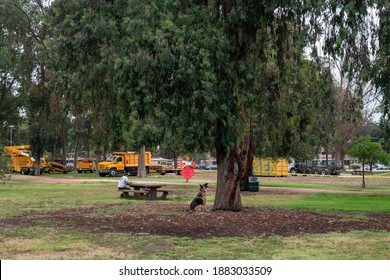 LOS ANGELES, USA - JUNE 28, 2016: View Of Dog Barking At Squirrels In The Park Tree.