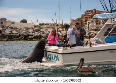 Los Cabos, Mexico - Jan 2019
Waters Around Cabo Are Home To Marine Wildlife Like Rays, Sharks, Mahi-mahi (dorado) Sea Lions And Striped Marlin.
A Sizeable Marina Dominates The Port Of Cabo San Lucas