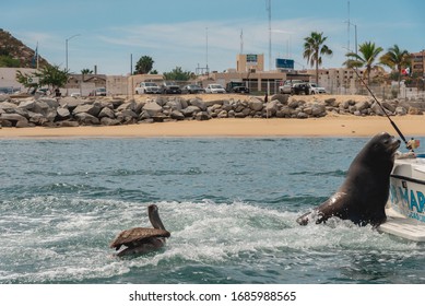 Los Cabos, Mexico - Jan 2019
Waters Around Cabo Are Home To Marine Wildlife Like Rays, Sharks, Mahi-mahi (dorado) Sea Lions And Striped Marlin.
A Sizeable Marina Dominates The Port Of Cabo San Lucas