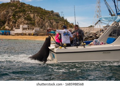 Los Cabos, Mexico - Jan 2019
Waters Around Cabo Are Home To Marine Wildlife Like Rays, Sharks, Mahi-mahi (dorado) Sea Lions And Striped Marlin.
A Sizeable Marina Dominates The Port Of Cabo San Lucas