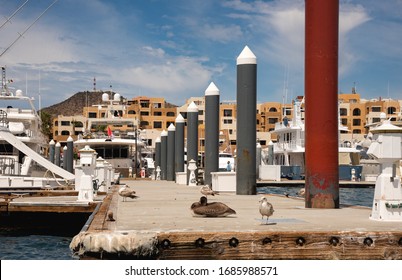 Los Cabos, Mexico - Jan 2019
Waters Around Cabo Are Home To Marine Wildlife Like Rays, Sharks, Mahi-mahi (dorado) Sea Lions And Striped Marlin.
A Sizeable Marina Dominates The Port Of Cabo San Lucas