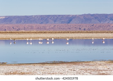 Los Flamencos National Reserve