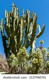 LOS PALMITOS, GRAN CANARIA, SPAIN - MARCH 8 : Candelabra tree growing in Los Palmitos, Gran Canaria, Spain on March 8, 2022