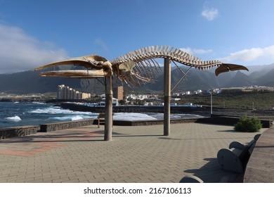 Los Silos, Santa cruz de Tenerife, Spain, February 18, 2022: Whale skeleton in the volcanic cliffs of Los Silos, north Tenerife, Spain