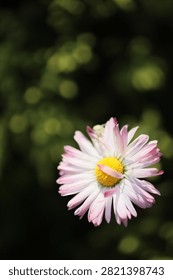 lose up macro view of a single delicate pink and white daisy blooming in garden. Fine art floral photography shot with shallow depth of field selective focus and rich dark background with soft green bokeh lights. Ideal for botanical ecology spring natural wallpapers and greeting card designs.