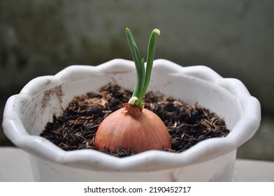 Lose Up Onion With Green Shoots Growing In The White Pot.