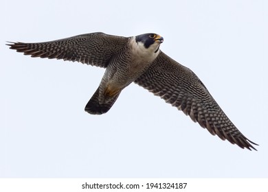 lose view of a Peregrine Falcon flying, seen in the wild near the San Francisco Bay