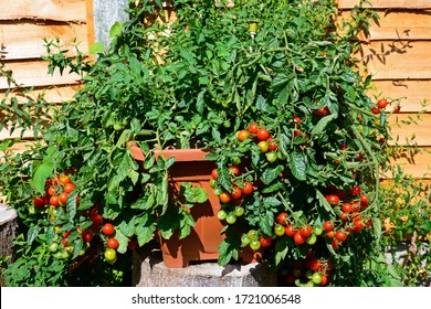 Losetto Tomatoes Growing In A Pot, UK