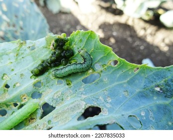 Loss of cabbage crop, plants damaged by caterpillars                                - Shutterstock ID 2207835033