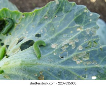 Loss of cabbage crop, plants damaged by caterpillars                                - Shutterstock ID 2207835035