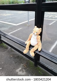 Lost Bear At A Bus Stop 