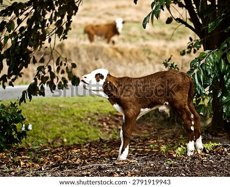A lost calf in an arch of trees, crying for it's mother
