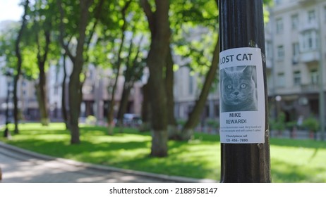 Lost Cat, Poster With Missing Pet Picture Hanging On Tree, Owners Looking For Pet