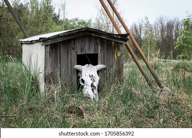 Lost Chernobyl Area. Cow Skull