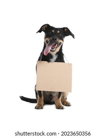 Lost Dog With Blank Cardboard Sign On White Background. Homeless Pet