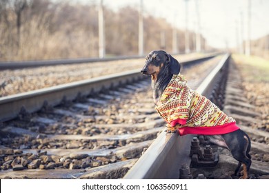 lost dog of the dachshund breed, black and tan, dressed in a sweater stands on rails on the railway