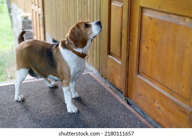 Lost Dog Is Looking For A Home, Waiting For The Owner Near The Door. Sad Beagle.