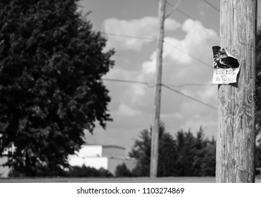 Lost Dog Poster Pinned On Power Pole