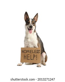 Lost Dog With Sign Homeless Help! On White Background. Lonely Pet