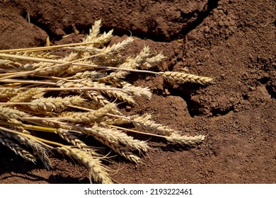 Lost Dried Wheat Crop Theme. Wheat Ears And Rye Lie On Dry, Cracked Ground. Selective Focus, Shallow Depth Of Field. Food Crisis