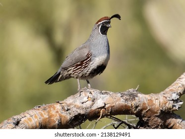 Lost Dutchman State Park  - Arizona - Gambel Quail - Shutterstock ID 2138129491